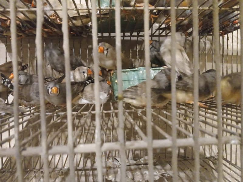 finches mutations 9