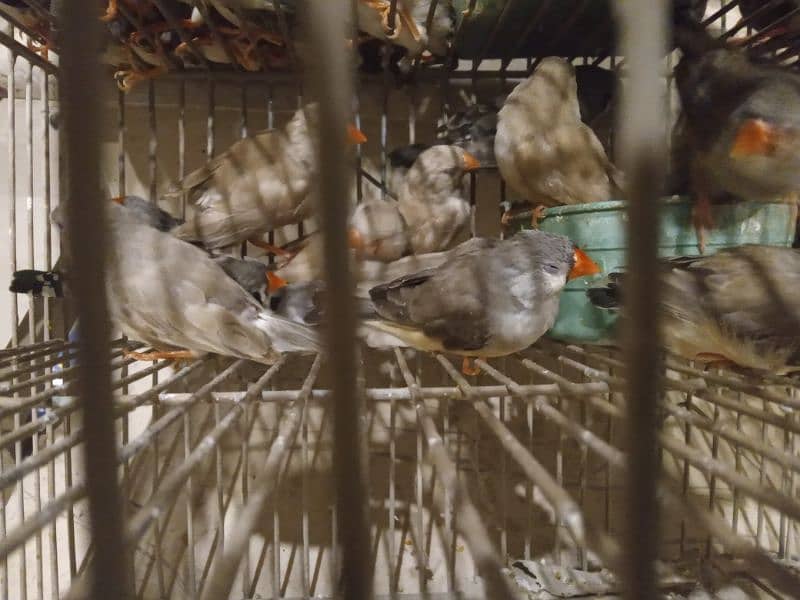 finches mutations 10