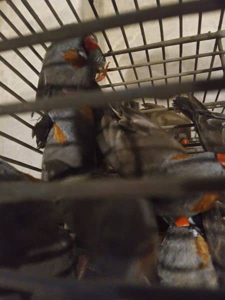 finches mutations 12