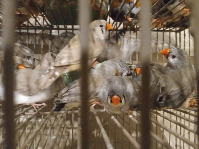 finches mutations 13
