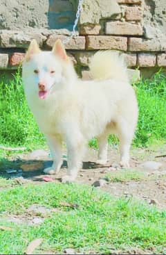 Russian Dog male age 7 months for sale security dog