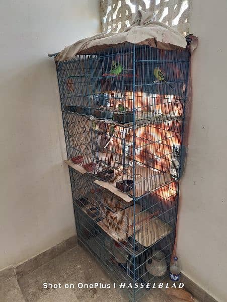 I Am Selling My Parrots With Cage Matki 0