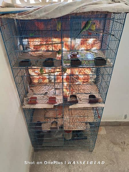 I Am Selling My Parrots With Cage Matki 1