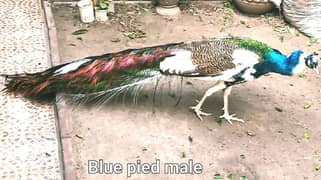 Bluepied Peacock pair & Indian Peafowl Male for sale in Lahore