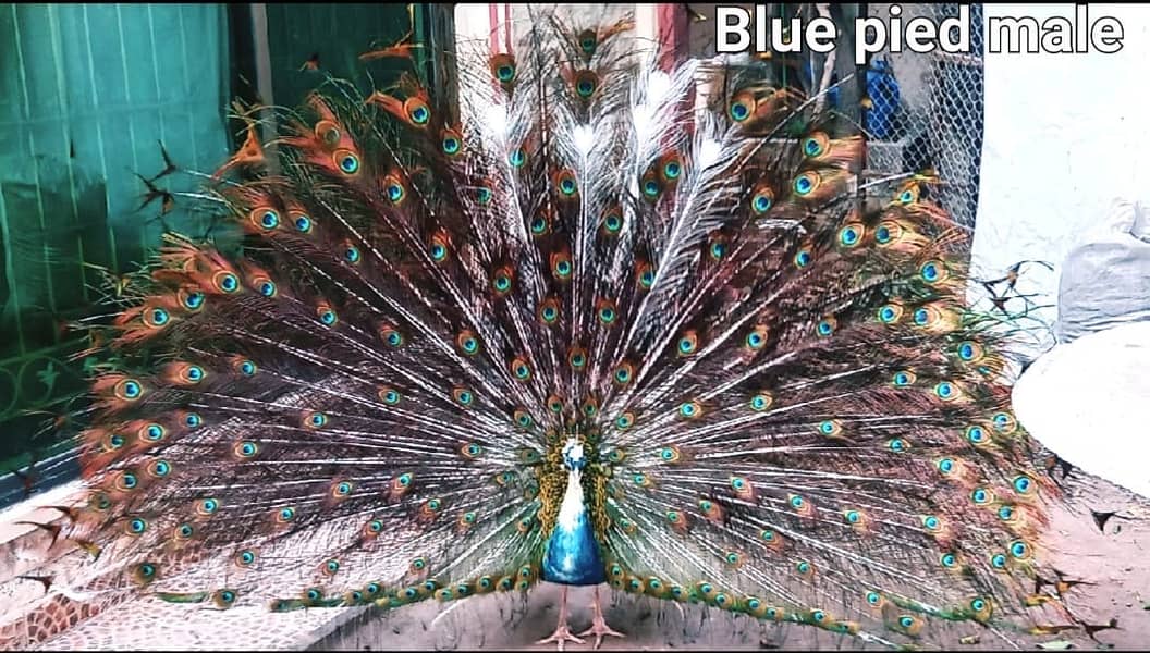 Bluepied Peacock pair & Indian Peafowl Male for sale in Lahore 1