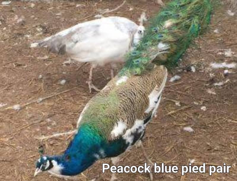 Bluepied Peacock pair & Indian Peafowl Male for sale in Lahore 3