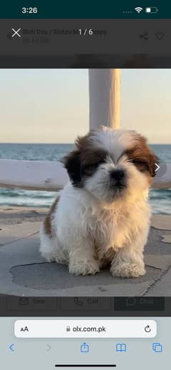 Shih tzu, three months old, white and brown.