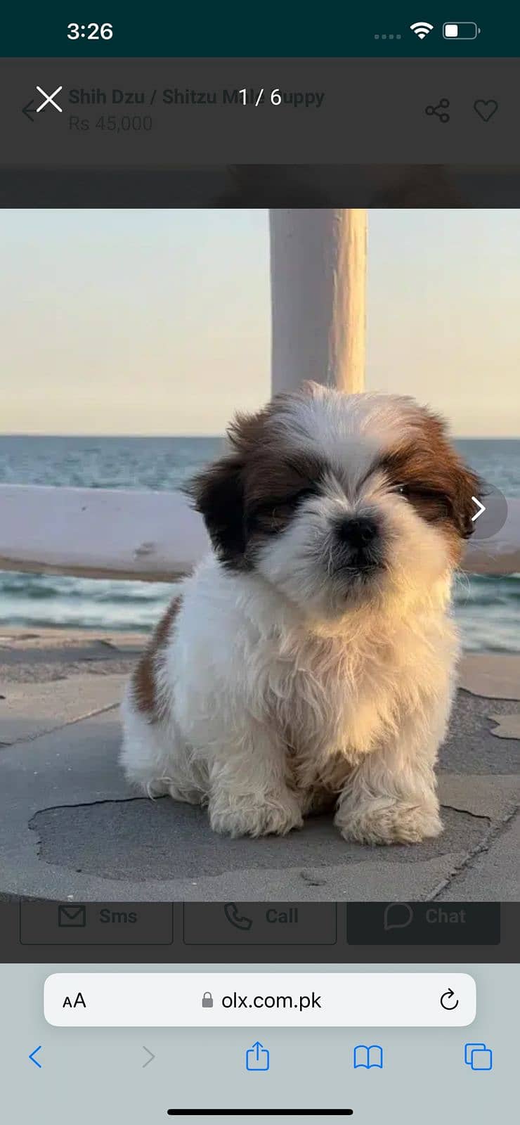 Shih tzu, three months old, white and brown. 0