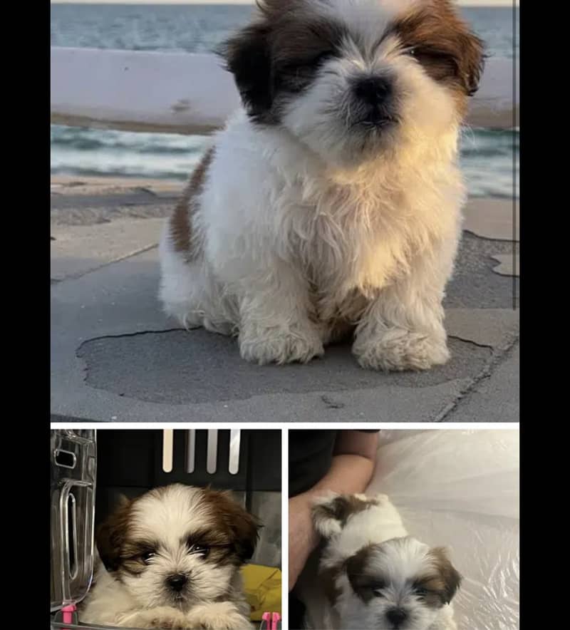 Shih tzu, three months old, white and brown. 1