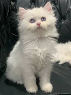 High quality Persian kitten 0
