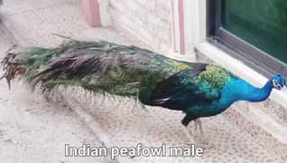 Indian Peafowl Male for sale in Lahore 0