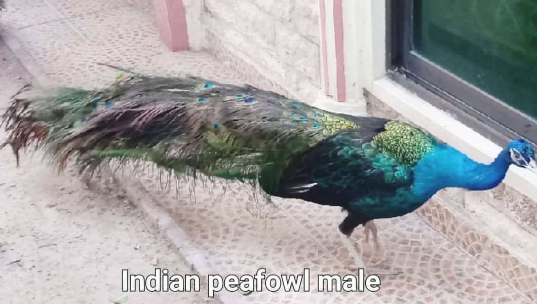 Bluepied Peacock pair & Indian Peafowl Male for sale in Lahore 4