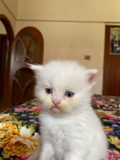 Persion Male kitten