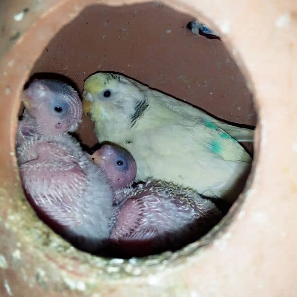 2 pair Australian 3 baby  or love birds pair 7000 03098285378 0