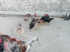aseel madian (hen) kurak and eggs laying 0