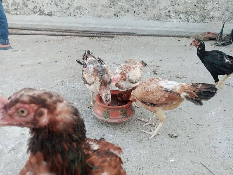 aseel madian (hen) kurak and eggs laying 3