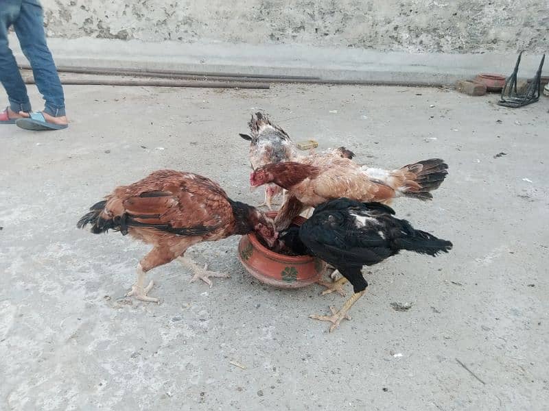 aseel madian (hen) kurak and eggs laying 5
