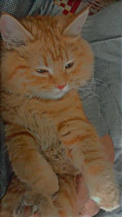 Persian Cat male age 5 months orange doll face.
