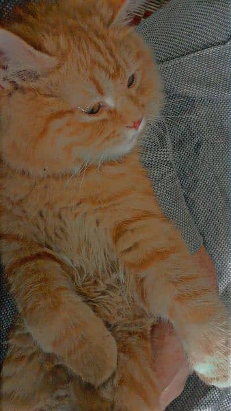 Persian Cat male age 5 months orange doll face. 1