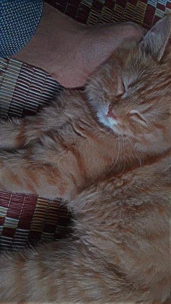 Persian Cat male age 5 months orange doll face. 2