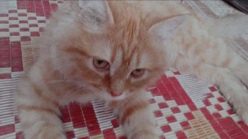 Persian Cat male age 5 months orange doll face. 3