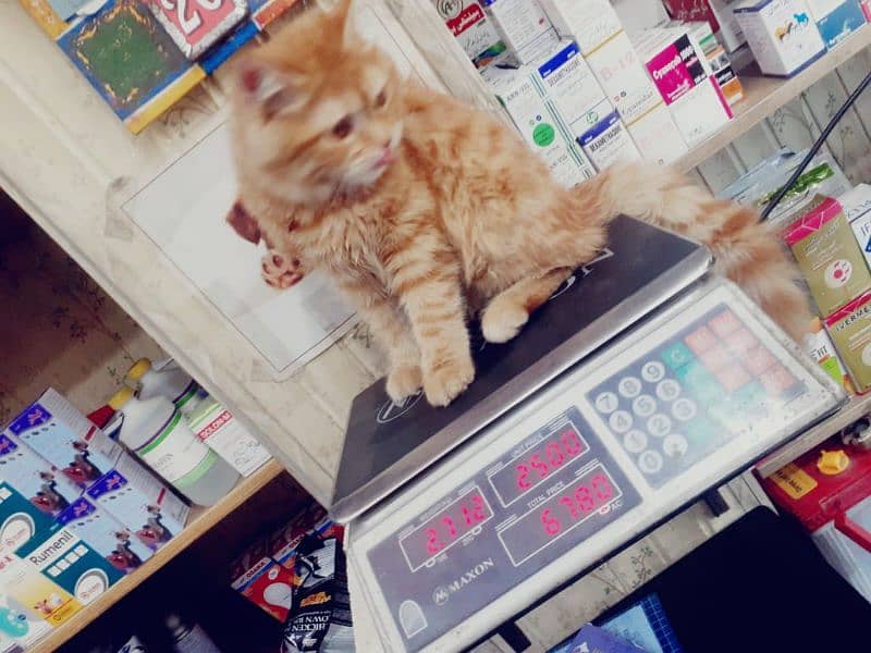 Persian Cat male age 5 months orange doll face. 4