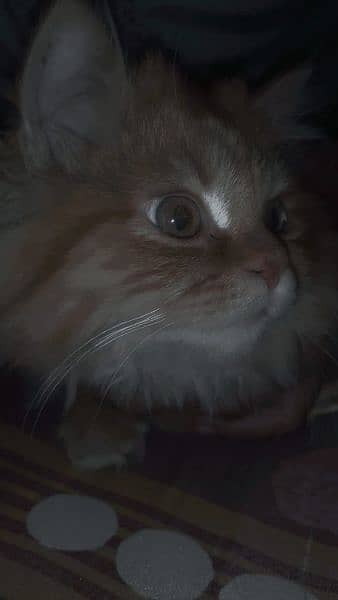 Persian Cat male age 5 months orange doll face. 5