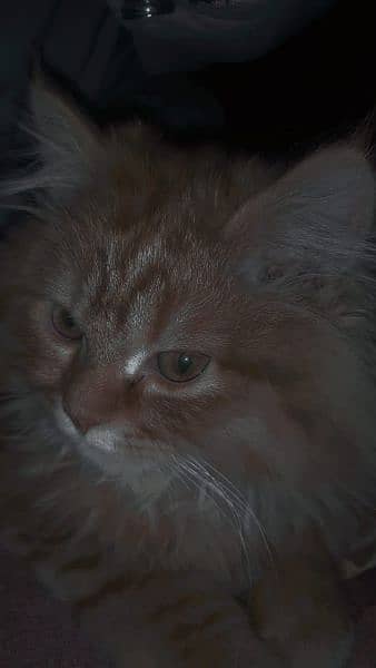 Persian Cat male age 5 months orange doll face. 6