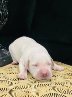 Lab pups 4 days old for sale!!