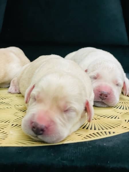Lab pups 4 days old for sale!! 2