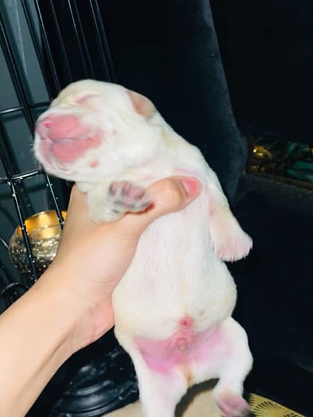 Lab pups 4 days old for sale!! 5