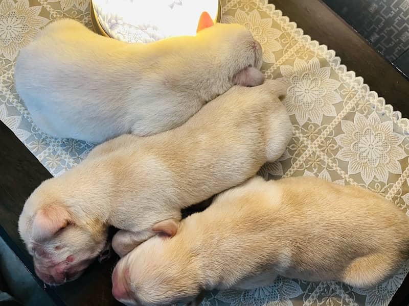 Lab pups 4 days old for sale!! 4