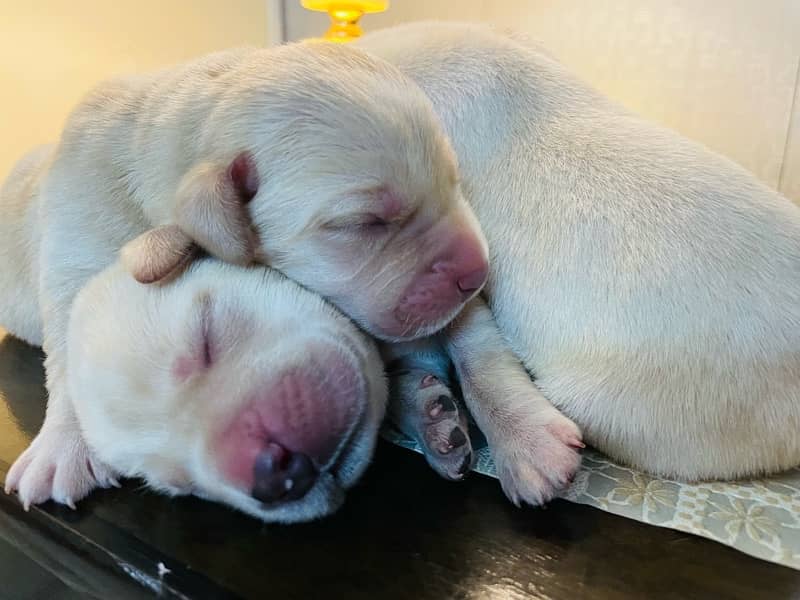 Lab pups 4 days old for sale!! 7