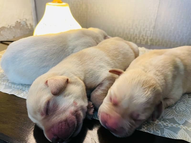Lab pups 4 days old for sale!! 6