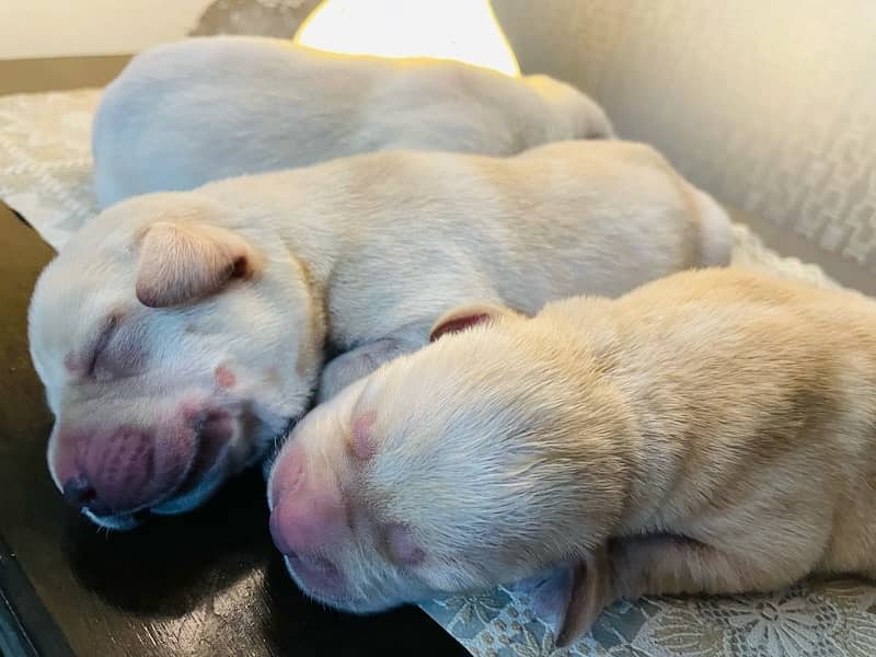 Lab pups 4 days old for sale!! 7