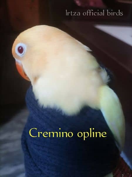 creamino opline 1