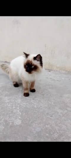 fimale cat for sale in sialkot