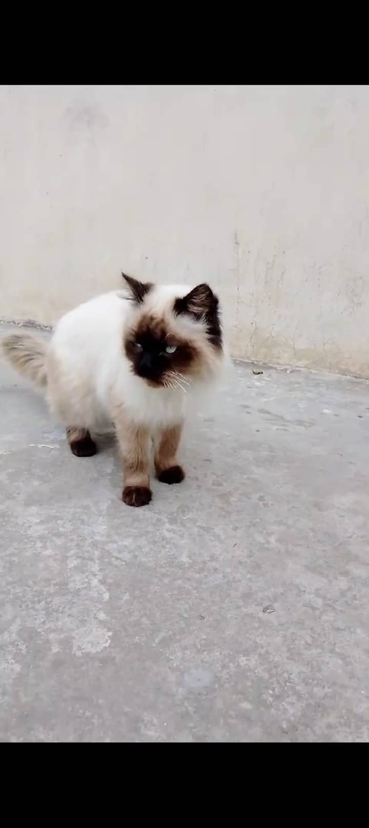 fimale cat for sale in sialkot 0