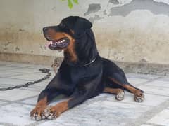 Rottweiler 1 pair for sale