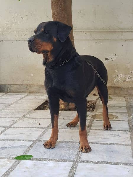 Rottweiler 1 pair for sale 1