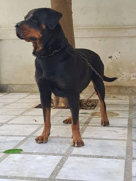 Rottweiler 1 pair for sale 2