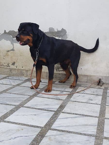 Rottweiler 1 pair for sale 3