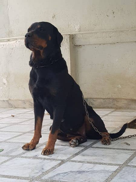 Rottweiler 1 pair for sale 5