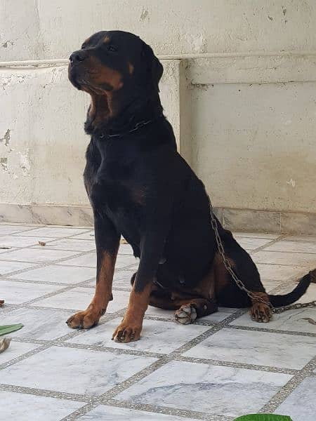 Rottweiler 1 pair for sale 6