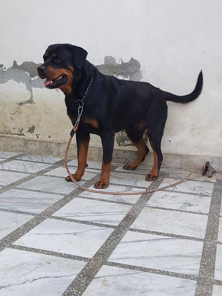 Rottweiler 1 pair for sale 7