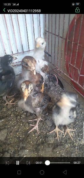 aseel chicks 4