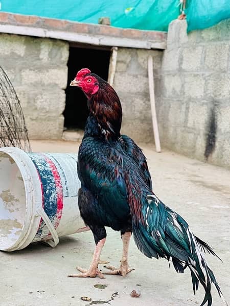hight quality bird hight price 2 bird for sale pure aseel 1