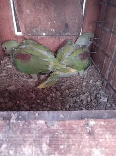 Green parrot chick 0