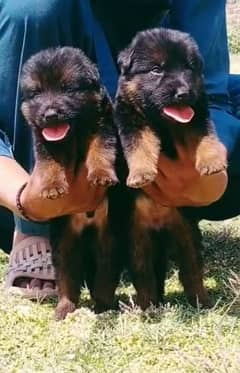 pGerman Shepherd double coat pair | German Shepherd Puppies For Sale