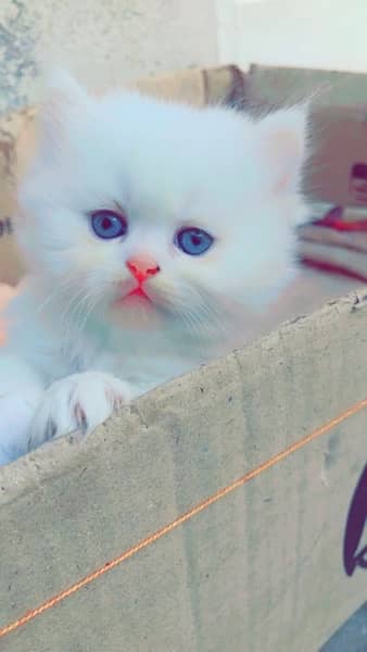 punch face / kitten's / Persian kittens for sale male and female 8